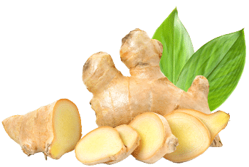 Джинджифил